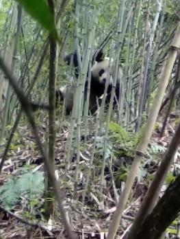 大熊猫下山偷笋吃被逮，不怕人看一心吃笋